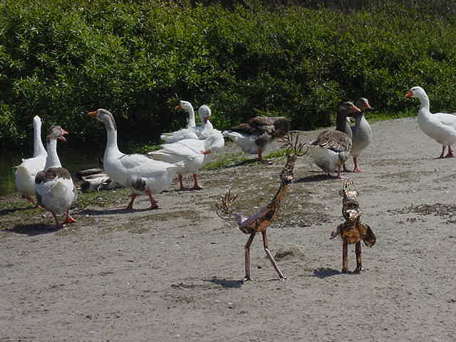 Birds Walking